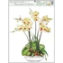 Kép 3/5 - Ablakmatrica orchideák   38 x 30 cm / 1 db