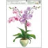 Kép 4/5 - Ablakmatrica orchideák   38 x 30 cm / 1 db