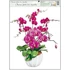 Kép 5/5 - Ablakmatrica orchideák   38 x 30 cm / 1 db
